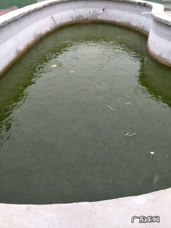 楼顶养鱼风水 楼顶养鱼风水大全图解