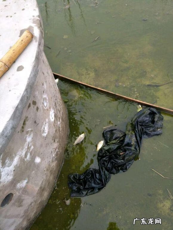 楼顶养鱼风水 楼顶养鱼风水大全图解