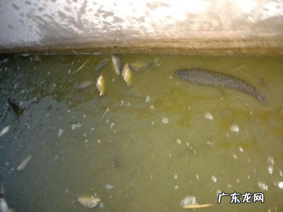 楼顶养鱼风水 楼顶养鱼风水大全图解