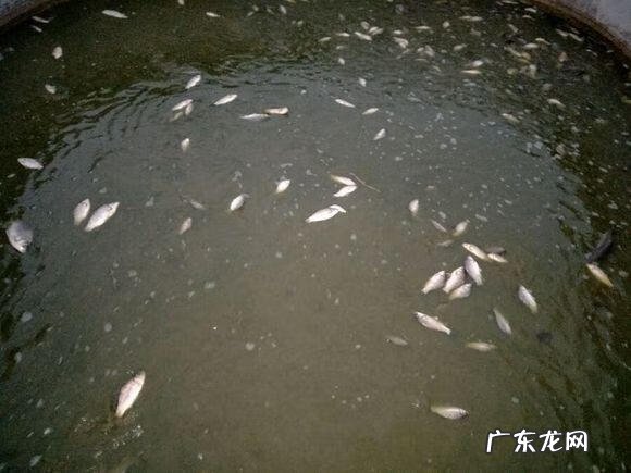 楼顶养鱼风水 楼顶养鱼风水大全图解