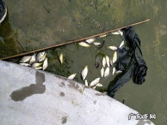 楼顶养鱼风水 楼顶养鱼风水大全图解