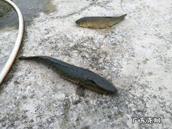 楼顶养鱼风水 楼顶养鱼风水大全图解