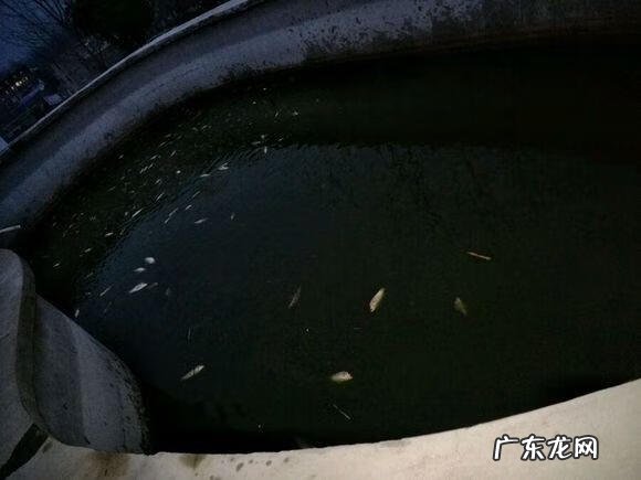 楼顶养鱼风水 楼顶养鱼风水大全图解