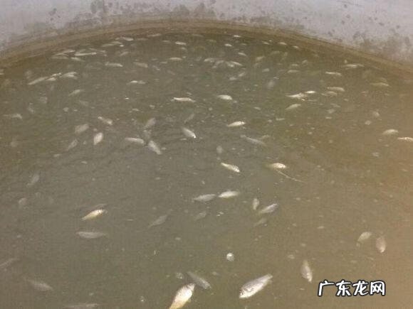 楼顶养鱼风水 楼顶养鱼风水大全图解
