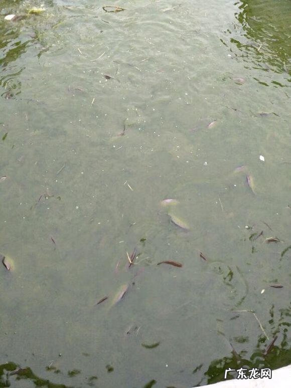 楼顶养鱼风水 楼顶养鱼风水大全图解