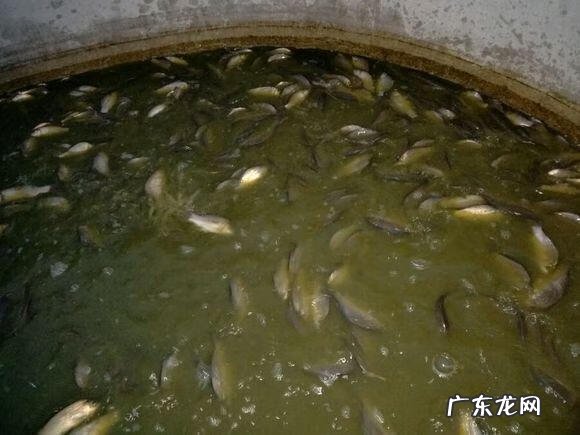 楼顶养鱼风水 楼顶养鱼风水大全图解