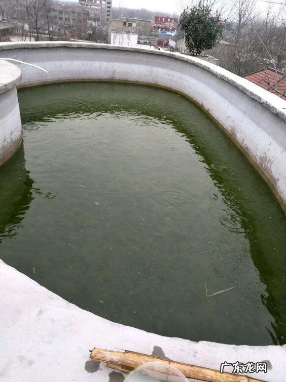 楼顶养鱼风水 楼顶养鱼风水大全图解