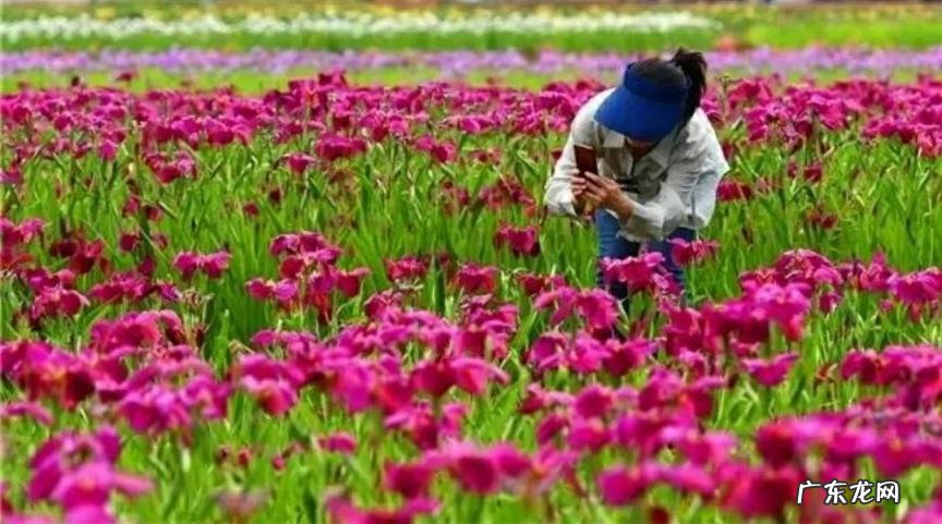 蓝色鸢尾的寓意和花语 真正的蓝色妖姬是什么样的