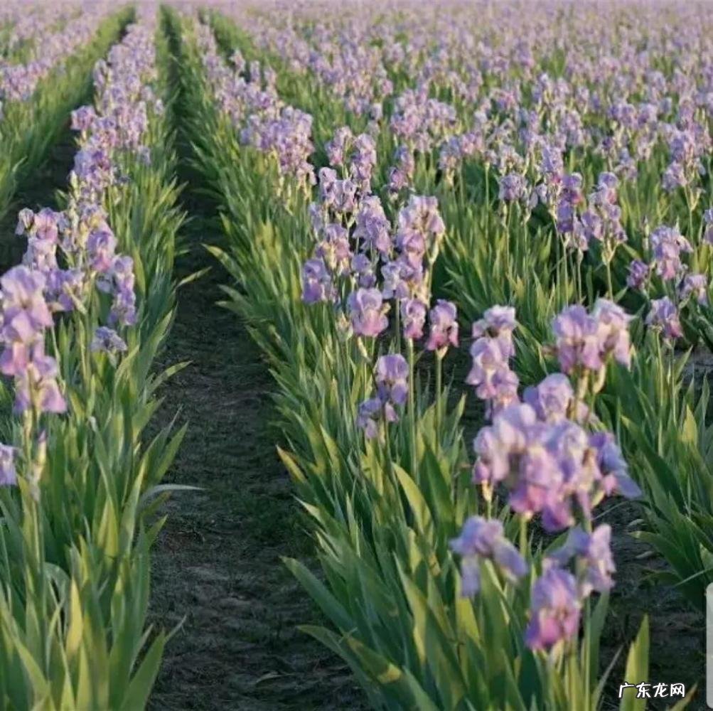 蓝色鸢尾的寓意和花语 真正的蓝色妖姬是什么样的
