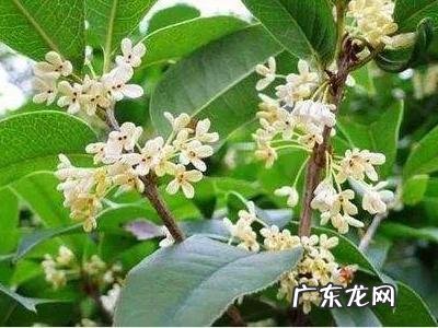金桂花树多少钱一棵 桂花树苗价格表