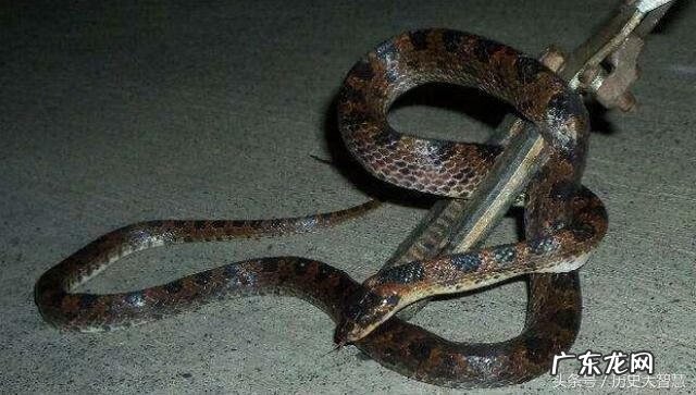 大蛇进屋好不好 大蛇入屋风水怎么样