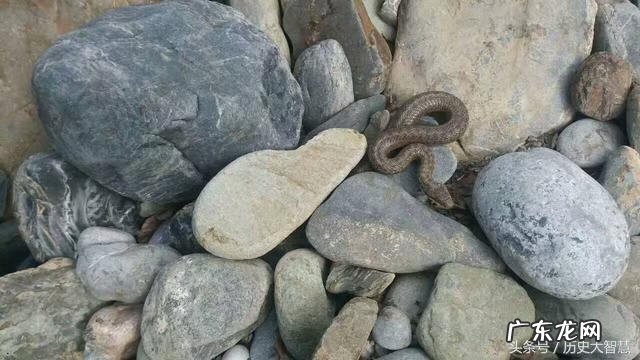 大蛇进屋好不好 大蛇入屋风水怎么样