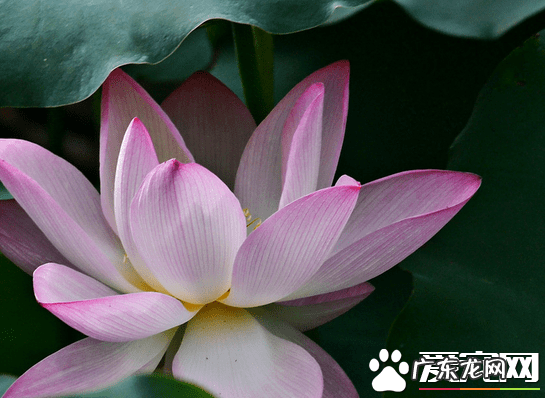 荷叶是什么时候开花 荷花什么时候开花哪个季节