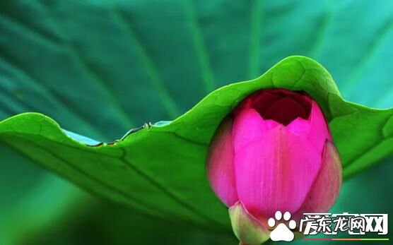 荷叶是什么时候开花 荷花什么时候开花哪个季节