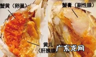 海蟹的蟹膏在哪儿买 蟹黄膏是什么东西