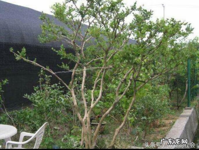 后门有树的风水好不好 房后门种什么树好风水