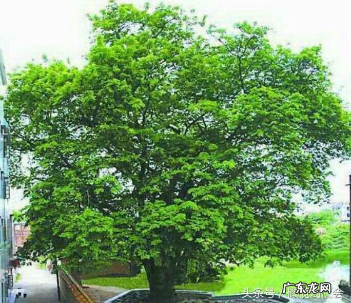 后门有树的风水好不好 房后门种什么树好风水