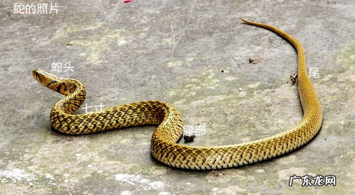 斩蛇头 风水蛇头什么意思