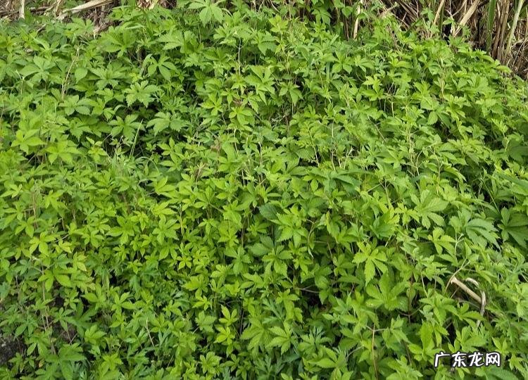 家中西南角风水代表什么 西南角地板裂开的风水好不好