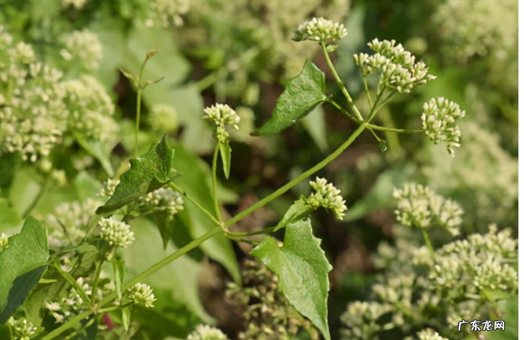 家中西南角风水代表什么 西南角地板裂开的风水好不好