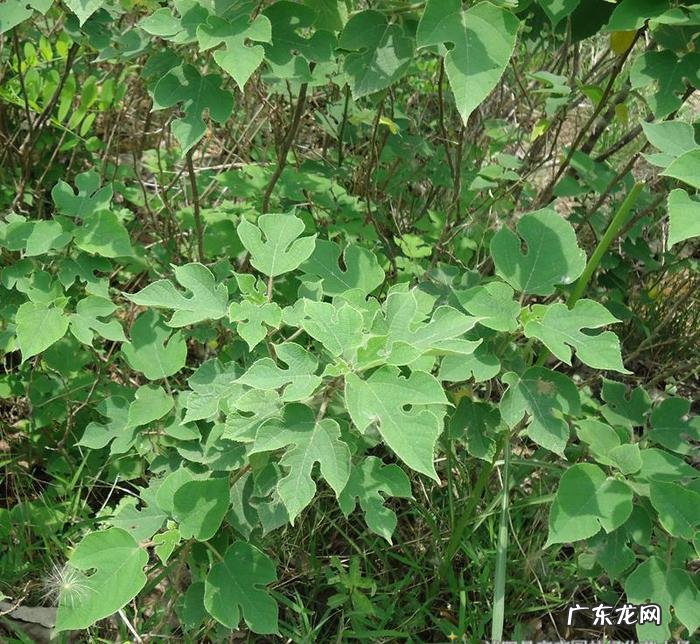 家中西南角风水代表什么 西南角地板裂开的风水好不好