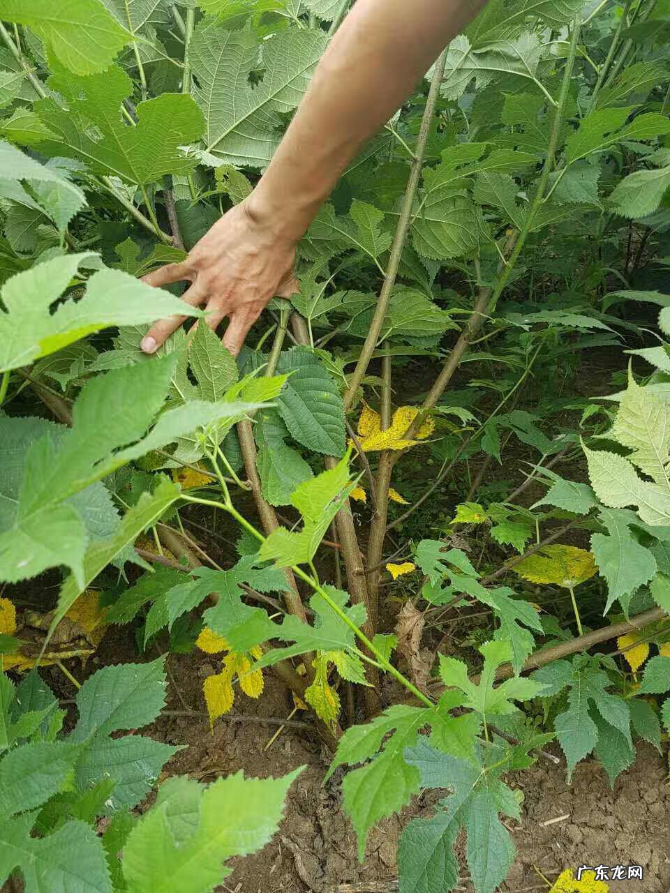 家中西南角风水代表什么 西南角地板裂开的风水好不好