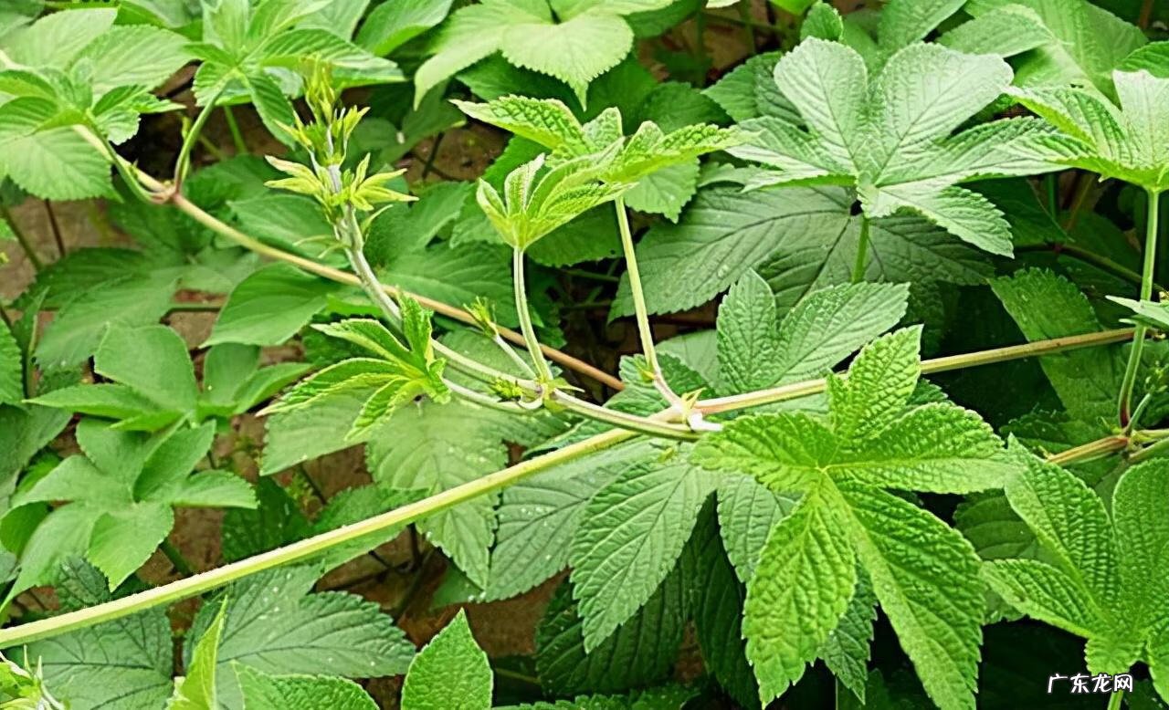 家中西南角风水代表什么 西南角地板裂开的风水好不好