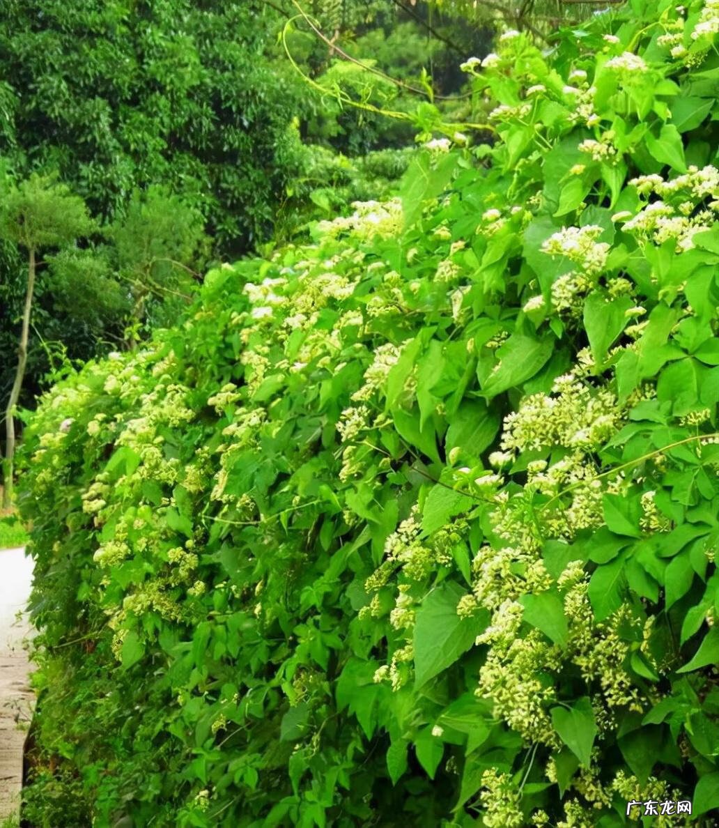 家中西南角风水代表什么 西南角地板裂开的风水好不好