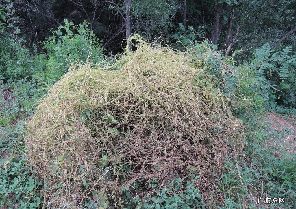 家中西南角风水代表什么 西南角地板裂开的风水好不好