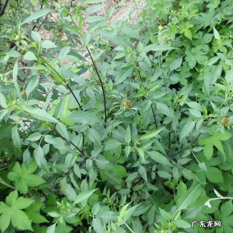 家中西南角风水代表什么 西南角地板裂开的风水好不好