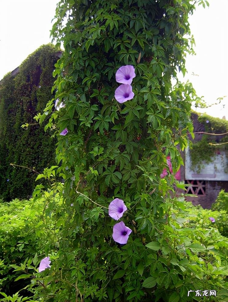 家中西南角风水代表什么 西南角地板裂开的风水好不好