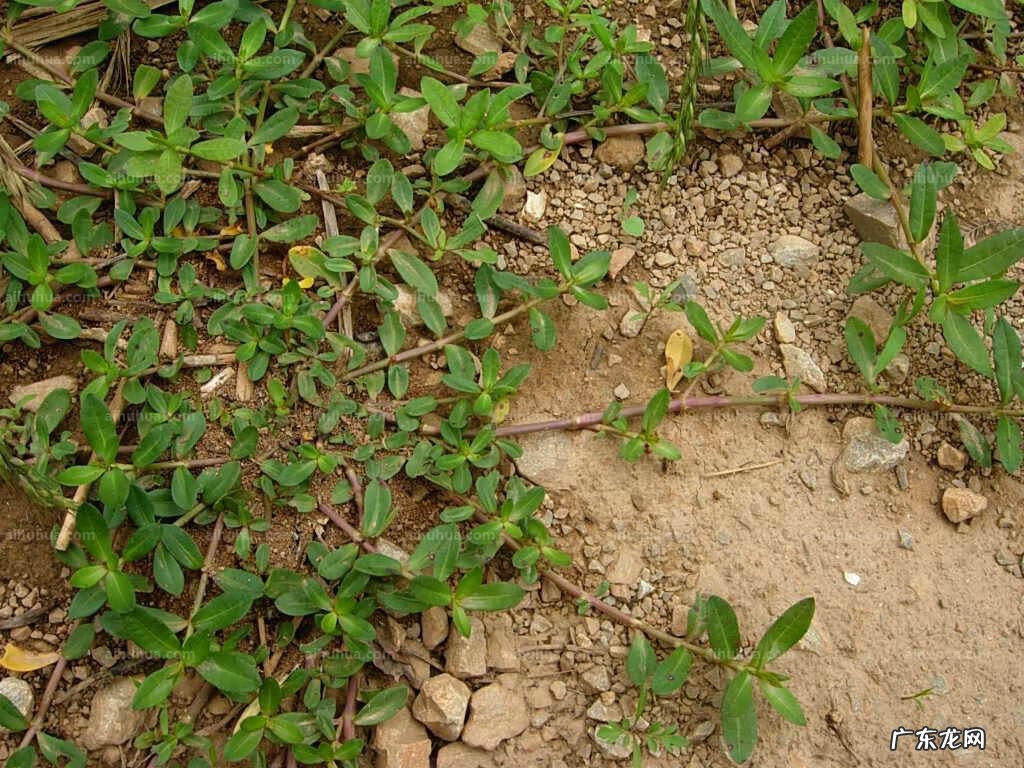 家中西南角风水代表什么 西南角地板裂开的风水好不好