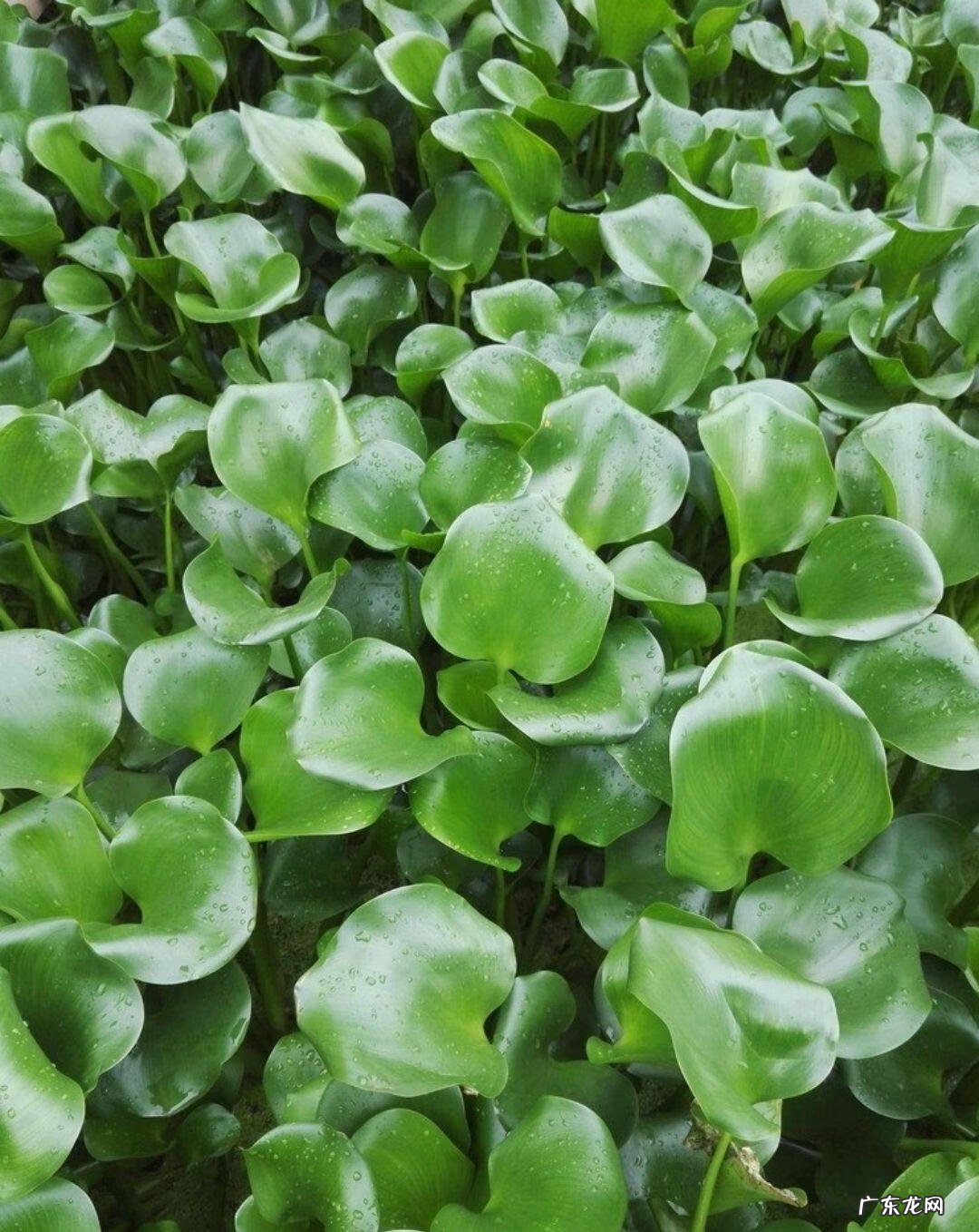 家中西南角风水代表什么 西南角地板裂开的风水好不好