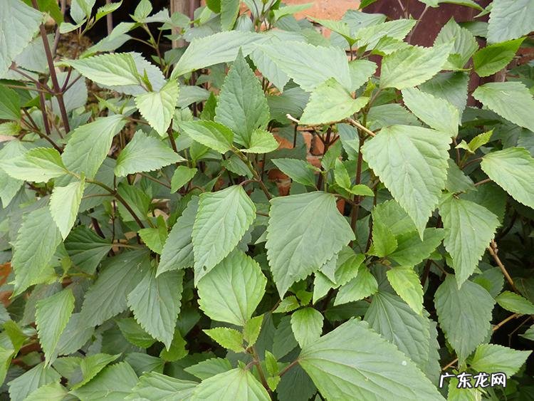 家中西南角风水代表什么 西南角地板裂开的风水好不好