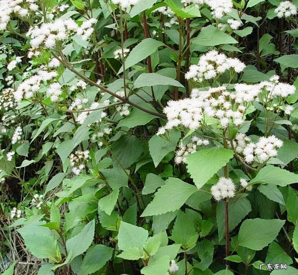 家中西南角风水代表什么 西南角地板裂开的风水好不好