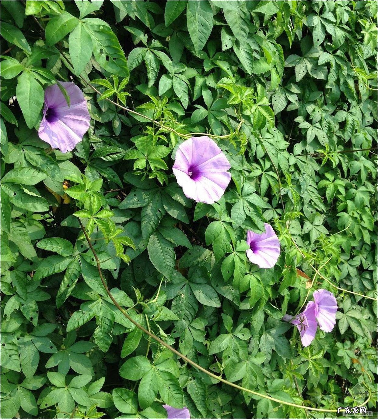 家中西南角风水代表什么 西南角地板裂开的风水好不好