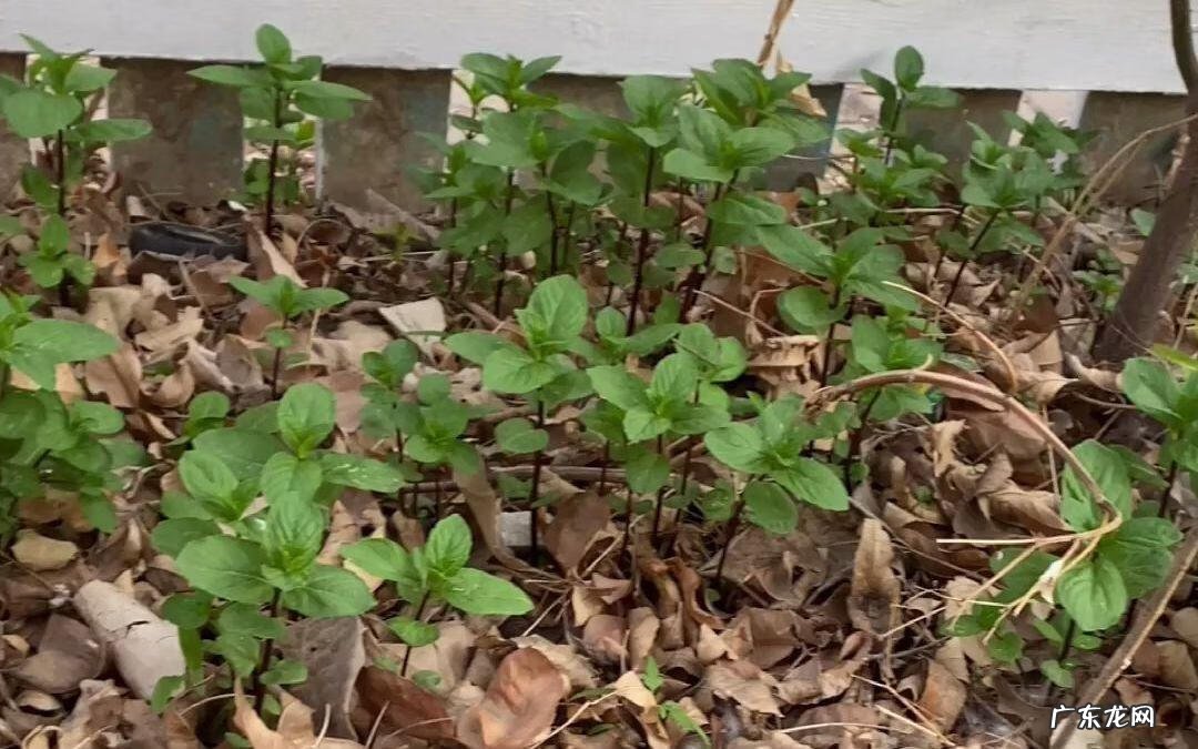 家中西南角风水代表什么 西南角地板裂开的风水好不好