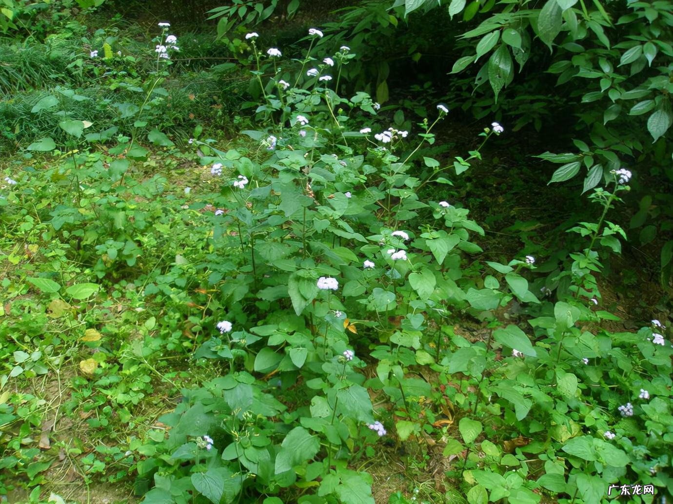 家中西南角风水代表什么 西南角地板裂开的风水好不好