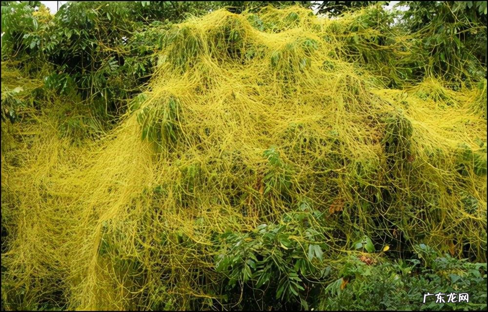 家中西南角风水代表什么 西南角地板裂开的风水好不好