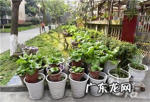 花盆种菜用什么土最好 花盆种菜方法盖膜好吗
