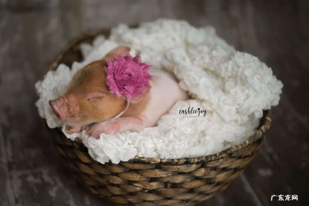 2020年图片大全好看 2020年的图片大全