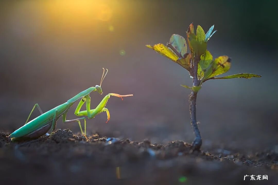 2020年图片大全好看 2020年的图片大全