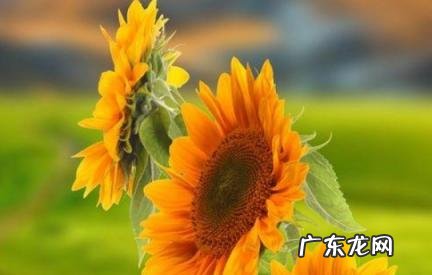 梭哈是什么意思 梭哈是什么意思广东话