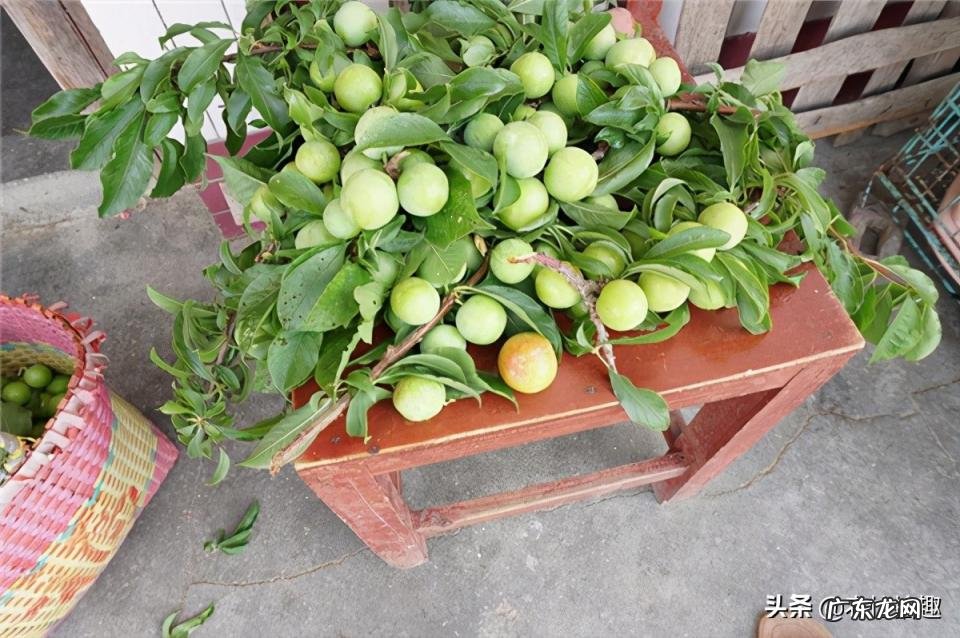 三月李几月份成熟 三月李好吃吗