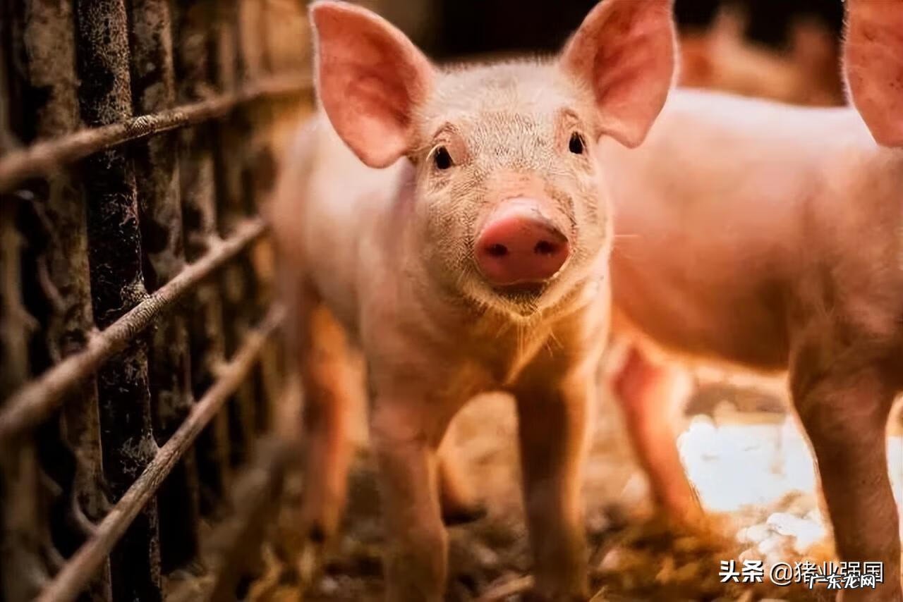 小猪仔现在什么价位 仔猪价格走势