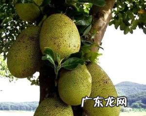 菠萝蜜种植条件及技术 木菠萝的种植风水