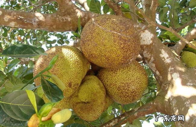 菠萝蜜种植条件及技术 木菠萝的种植风水