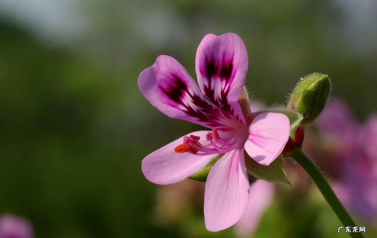大人挑小人打一字最终答案 一人挑两小人,打一字
