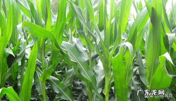 吉林玉米