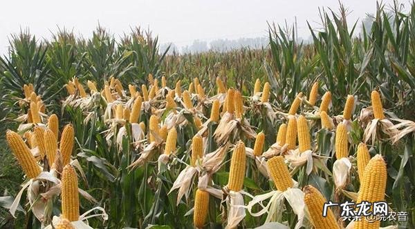 吉林玉米